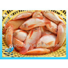 FROZEN RED TILAPIA FISH WHOLE ROUND IQF IWP